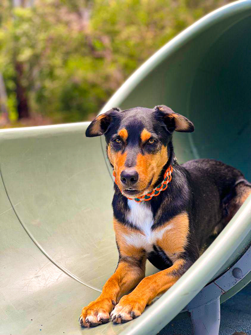 Dog Collar - Sadie's Posie