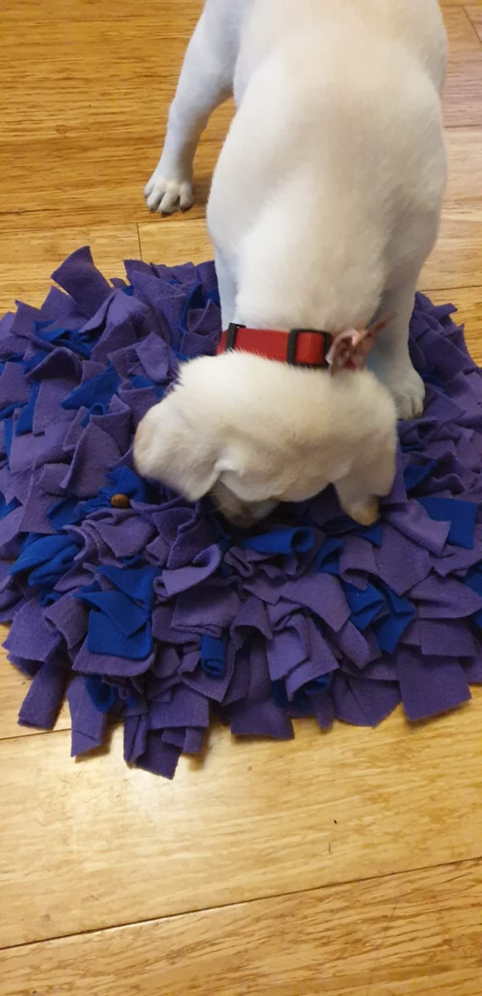 SNUFFLE FOR SHADOW: Small Snuffle Mat - Made to order