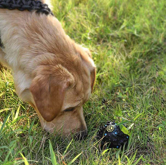 SNUFFLE FOR SHADOW: Giggle Treat Ball