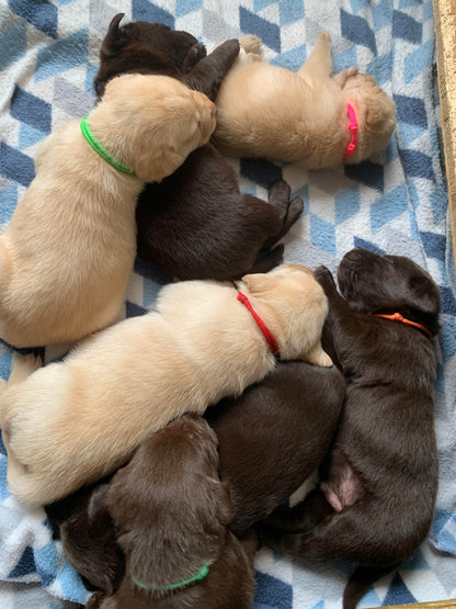 Whelping Collars / Puppy ID Collars