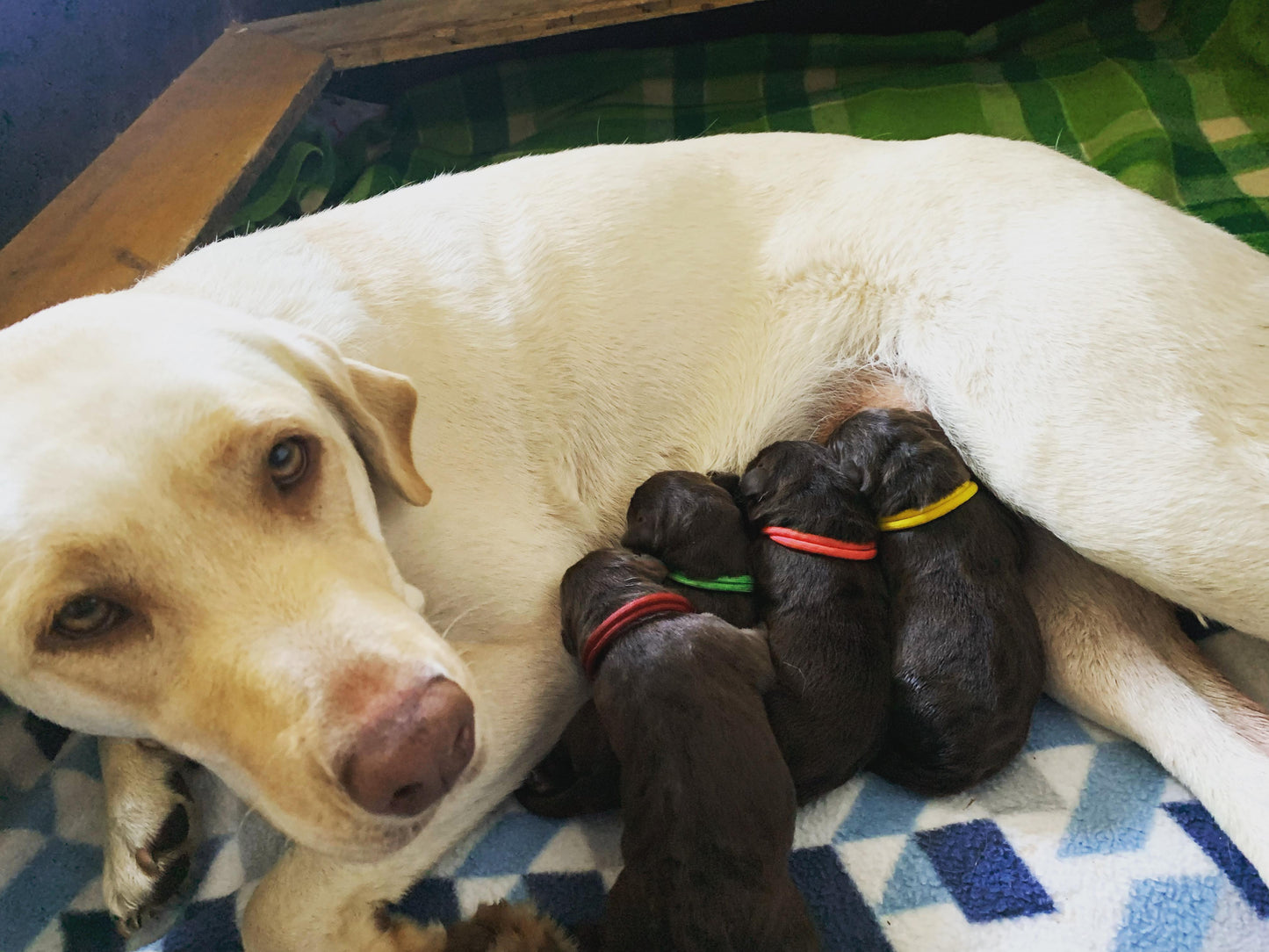 Sets of Whelping Collars