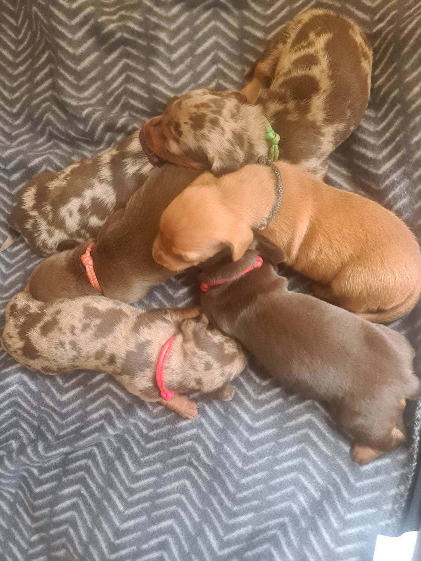 Whelping Collars / Puppy ID Collars