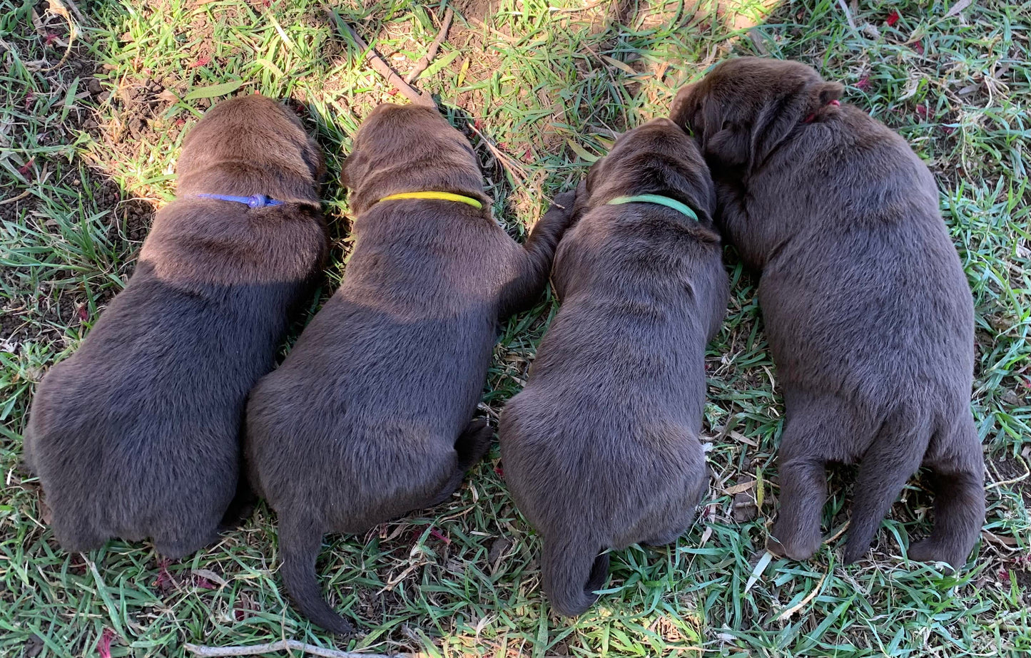 AUSSIE STOCK Whelping Collars / Puppy ID Collars