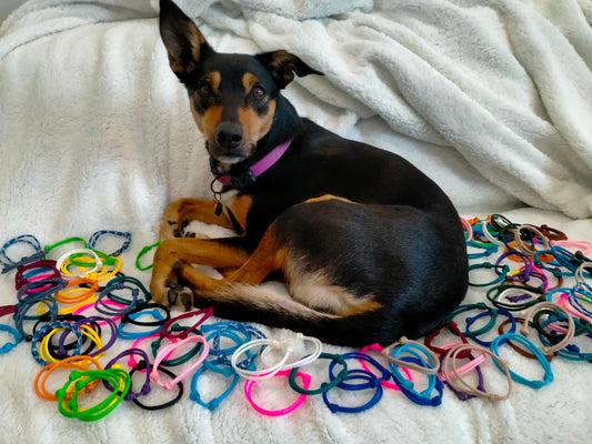 Sets of Whelping Collars